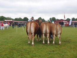 Tyre 15-18 mdr. Fløjplads til Hans Kjeld Hansen