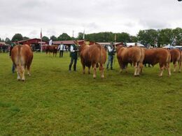 Til sidst de store tyre i 4 hold. fra venstre: Tyre 4 år og derover (1 tyr) tilhørende Lise og Bjørn Rasmussen. Tyre 3-4 år (1 tyr) tilhørende Bent Ludvigsen. Tyre 2,5-3 år (2 tyre) fløj til Jonas Henriksens tyr. Tyre 2-2,5 år (1 tyr) tilhørende Helga Sød