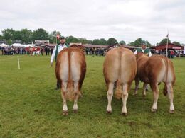 Oprangering af de bedste handyr. Bedste tyr er fra Hans Kjeld Hansen