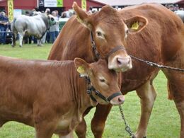 Ko og kalv nusser lidt i ventetiden under bedømmelsen