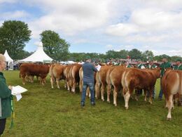Dommer Jan P. Jensen vurdere grupperne