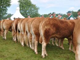 Fotografens yndlingsmotiv...