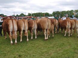 Ærespræmiekonkurrence. 1.-pladsen gik til Hans Kjeld Hansens tyr, som derved også fik tildelt vandrepokalen fra sidste års vinder, Jan Henning Henriksen