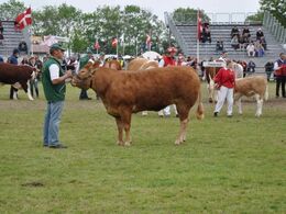 Bedste hundyr til interbreed