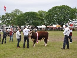 Bedste tyr på tværs af racer blev en herefordtyr.