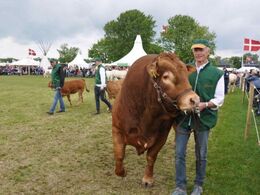 Til præsentation af kødracer er Bent Ludvigsen i ringen med sin tyr.