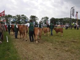 - sammen med flere andre limousiner. Et tilløbsstykke for publikum.