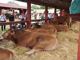 Dyrene har affundet sig med de mange mennesker og ståhej på Roskilde dyrskue og tager det heeelt roligt.