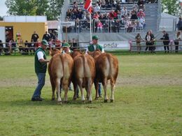 Dyrene skal stå ordenligt - hele tiden!