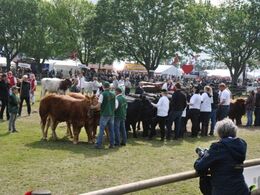 Limousine er med i slutspurten og blandt det bedste tre besætninger.