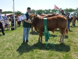 Løserupgård Kilde. Bedste yngre tyr 23 point. Ejer Jacob og Hans Kjeld Hansen