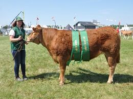 Jyderups Kastanje. Bedste ældre kvie, Bedste hundyr, 23 point og ærespræmie. Ejer Alex Kurt Jepsen.
