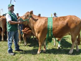 Kirsebærgårds Kathrine. Bedste yngre kvie, bedste dyr egen avl i 2. led. 23 point og ærespræmie. Ejer Jan Henning Henriksen