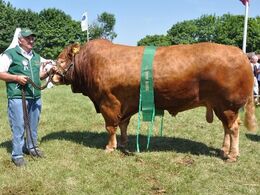 Kjelgaard Eiffel. Bedste ældre tyr, Bedste handyr. 23 point og ærespræmie. Ejer Knud Erik Szwed.