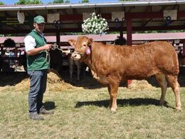 Java MH+. 2. plads blandt kvier 21 mdr. – 2 år 23 point og ærespræmie. Ejer Jacob Kjærsgaard