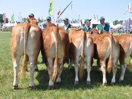 Ærespræmie til Bedste besætningsgruppe. Ejer Løserupgård v/Jacob og Hans Kjeld Hansen.