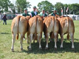 Bedste afkomssamling efter Etno. Ejer Niels Henning Larsen og Jacob Kjærsgaard.