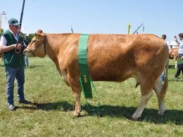 Løserupgård Derle. Bedste ko, 23 point. Ejer Jacob og Hans Kjeld Hansen