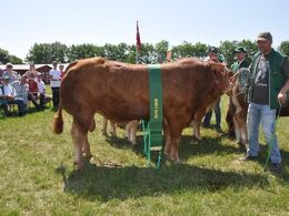 Justin MH+. Bedste køddyr, 23 point. Ejer Pia Rasmussen.