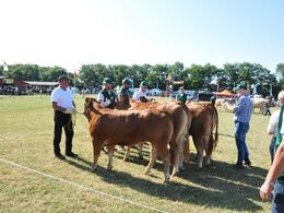 Bedømmelse - første kvier i ringen