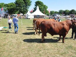 De tunge drenges tur