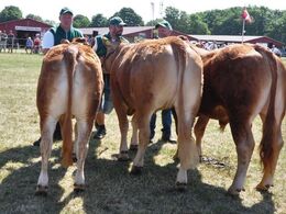 Bedste besætningsgruppe fra Jan Henning Henriksen