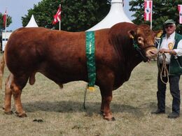 Vaselund Polled Junior fra Helga Sødergren. Bedste køddyr, 23 point og ærespræmie