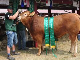 Birkely Mathias fra Jonas Henriksen: Bedste ældre tyr, Bedste handyr, 23 point og ærespræmie