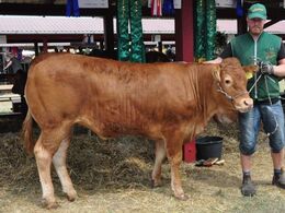 Bakkemosegård Nellike fra Jonas Henriksen. Bedste yngre kvie, 23 point og ærespræmie