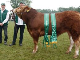 Risvang Nichlas P fra Hans Kjeld Hansen. Bedste tyr, bedste pollede dyr, bedste Limousine Roskilde 2019. 24 point og ærespræmie. Tyren er efter Akkedal Jarl PP