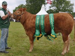 Ørnebjerggård Noel P MH+ fra Jacob Kjærsgaard Jørgensen. Bedste ældre kvie, bedste hundyr, bedste dyr af egen avl i andet led.. 24 point og ærespræmie. Noel er efter Joyau.