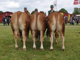 Bedste besætningsgruppe og ærespræmie til besætnigen fra Ørnebjerggaard limousine v.Jacob Kjærsgaard Jørgensen