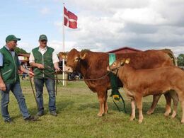 Kit fra Alex Kurt Jepsen blev bedste ko. 23 point og ærespræmie. Koen er efter Jyderups Hannibal