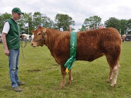 Ørnebjerggård Nuga PP fra Jacob Kjærsgaard Jørgensen. Bedste yngre kvie fik 23 point og ærespræmie. hun er efter Jovial av Utgårdstrøen.