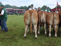 Afkomstgruppe efter Justin MH+ fra Niels Bøje Petersen blev bedste familiesamling