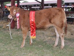 Baunebo Sunshine fra Baunebo Limousine v. Jane Kofod Bedste dyr egen avl, andet led. 23 point og Ærespræmie