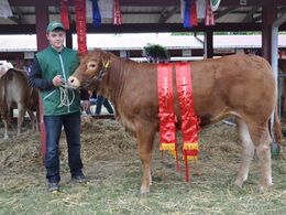 Ørnebjerggård Stjerne P fra Ørnebjerggård Limousine v. Anlægsgartner Jacob Kjærsgaard. Bedste yngre kvie, bedste hundyr Bedste Limousine. 24 point og Ærespræmie