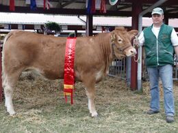 Ørnebjerggård Regina fra Ørnebjerggård Limousine v. Anlægsgartner Jacob Kjærsgaard. Bedste ældre kvie 24 point og Ærespræmie
