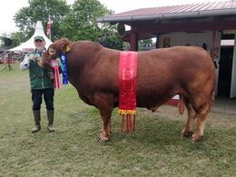 Grønbjerg P Maximum fra Toftegaard v. Poul Nygård. Bedste ældre tyr, bedste handyr. 23 point og Ærespræmie