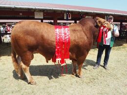 Løserupgård Pondus PP efter Risvang Nichlas P fra Jakob Sandholm Hansen, Løserup. Bedste ældre tyr, Bedste handyr, Bedste pollede dyr, Bedste dyr, egen avl, andet led, Bedste Limousine, 24 point og ærespræmie