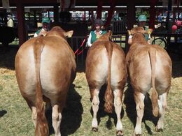 Bedste afkomstgruppe efter JK Lorenzo PP