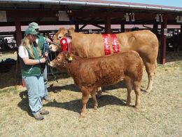 Mandarine efter Heros fra Jacob Kjærsgaard, Hjembæk. Bedste ko, Bedste hundyr, 24 point og ærespræmie