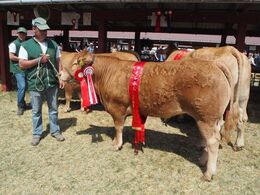 Ørnebjerggård Sika P MH+ efter JK Lorenzo PP fra Jacob Kjærsgaard, Hjembæk. Bedste ældre kvie, 24 point og ærespræmie