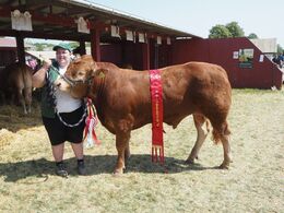 Skovlund Tobak P efter Skovlund Persien P fra Niels Bøje Petersen, Dianalund. Bedste yngre tyr, 23 point og ærespræmie