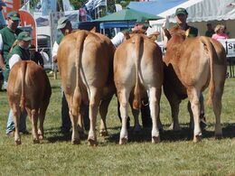 Bedste besætningsgruppe og ærespræmie til gruppen fra Jacob Kjærsgaard, Hjembæk