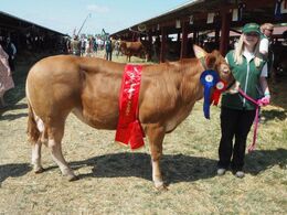 Skovly Tulipe  fra Niels Bøje Petersen, Dianalund Bedste køddyr
