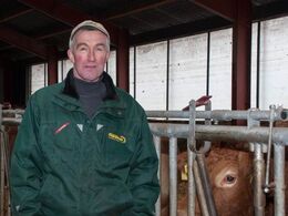 Sigurd Holm Møller har 35 limousinekøer med opdræt. Hovedparten af dyrene befinder sig i nybygget stald fra 2015.