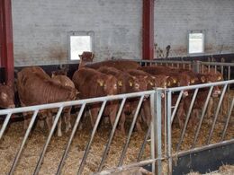 Gulvet er bevidst kun sænket 20 cm i den nye stald. Det betyder, at der skal muges flere gange i løbet af vinteren. Til gengæld har bygningen en større anvendelighed end ved den traditionelle udformning af en kødkvægstald.