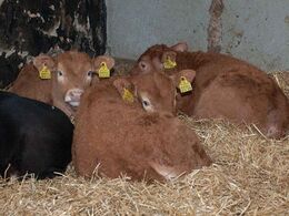 – Der er kalveskjul i den ene ende af stalden