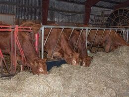 Stalden er sammenbygget med laden, som også huser limousiner